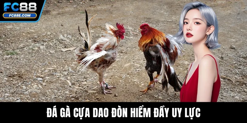 Đá gà cựa dao đòn hiểm đầy uy lực